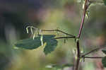 Tall rattlesnakeroot